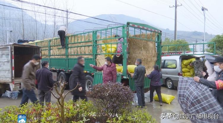 盈江土豆最新行情,盈江土豆最新行情，一场自然美景的探索之旅
