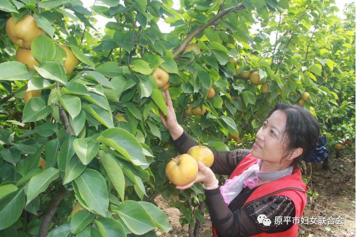 原平市最新城区规划图，自然美景探索之旅邀请