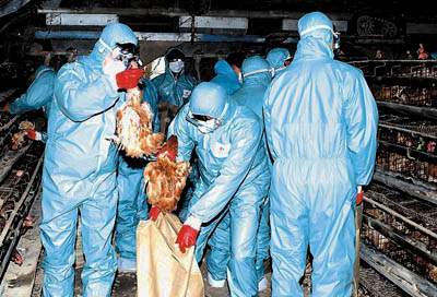 甲型H7N9最新消息与小巷深处的独特风味探秘
