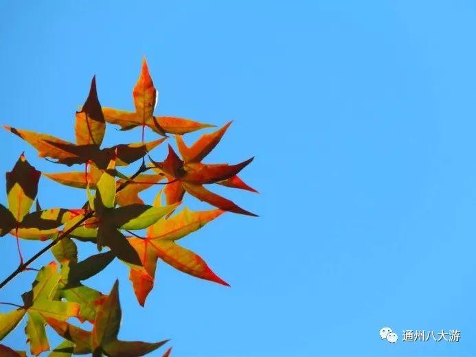 迅了个雷破解版最新版，自然美景之旅的心灵觉醒之旅
