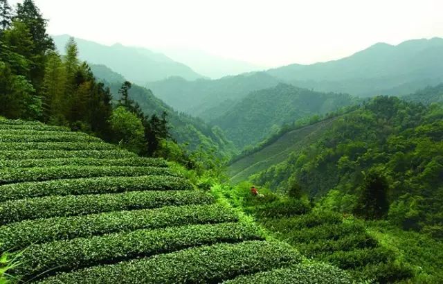 安化黑茶最新消息,安化黑茶最新消息，一场自然美景的探索之旅，内心的平静之旅